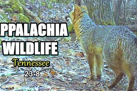 Appalachia Wildlife Video 23-8 from Trail Cameras in the Foothills of the Tennessee Smokies