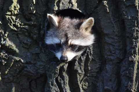 How to Scare Raccoons Off of Your Roof