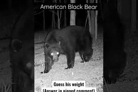 Trail Cam Black Bear!!!