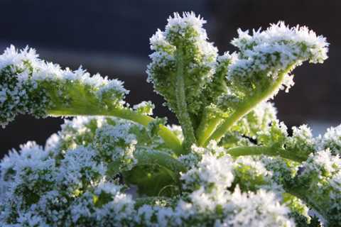 8 Ways to Preserve and Store Kale