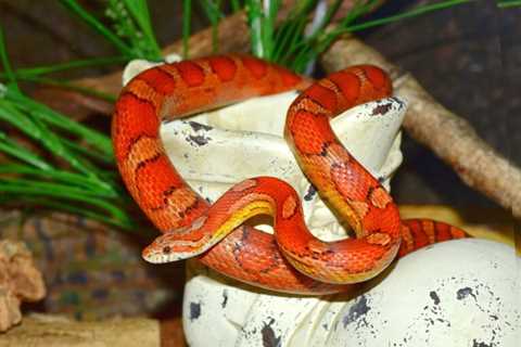 Corn Snakes: Are they Poisonous Or Dangerous?