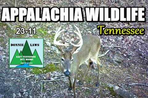 Appalachia Wildlife Video 23-11 from Trail Cameras in the Foothills of the Great Smoky Mountains