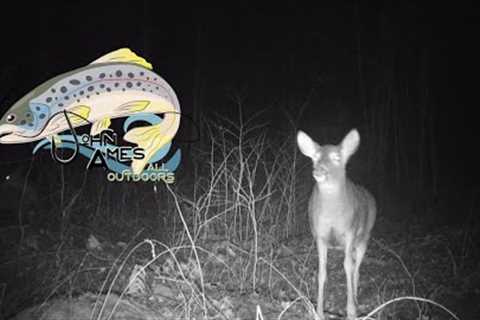 Trail camera footage