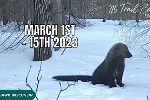 March 1st -15th 2023 Tomahawk Wisconsin Trail Camera Highlights