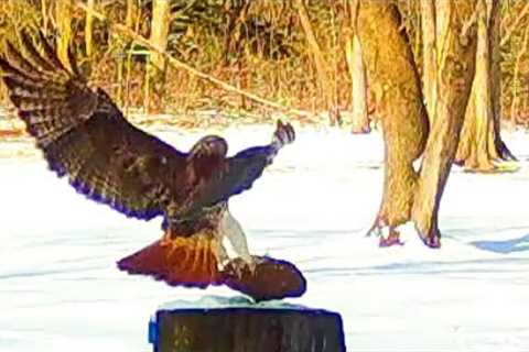 February trail cam vids--deer, Red Tailed hawk, turkeys, crows, squirrels.