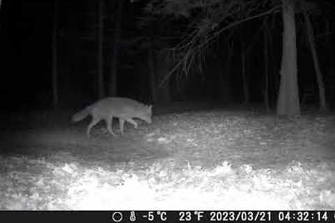 Cental Connecticut Trail Camera