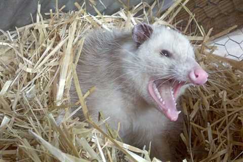 So, Are Opossums Dangerous?