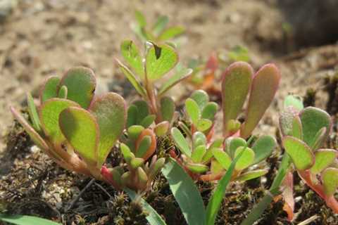 Can You Eat Raw Purslane to Survive? Is it Safe?