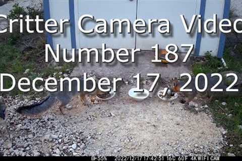 Critter Cam Video 187 December 17, 2022 in 4K #CritterCamera #TrailCamera