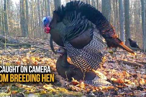 Amazing Trail Camera Video of Tom Breeding Hen | Caught on Camera