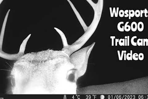 Wosports G600 Trail Cam Video Jan. 2-7, 2023