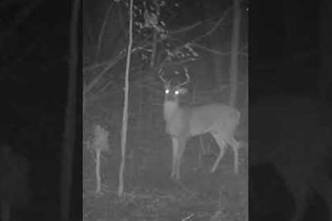 Whitetail deer herd caught in storm on trail camera #deer #trailcam #shorts