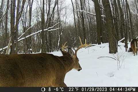 Michigan Trail Cameras: January 29, 2023 - March 16, 2023 (Camera 5)