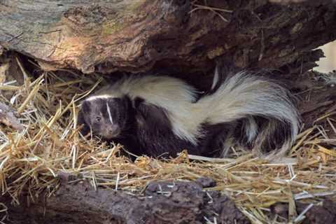 So, Are Skunks Dangerous?