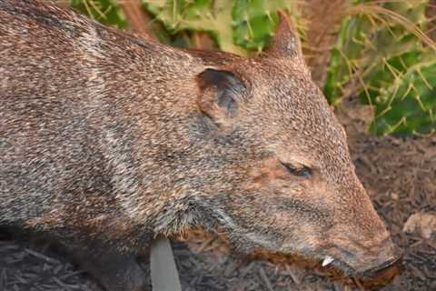 So, Are Wild Boar Dangerous?