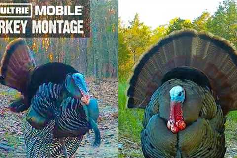 Gobbling Up the Action: A Montage of Turkey Footage Caught on Trail Camera