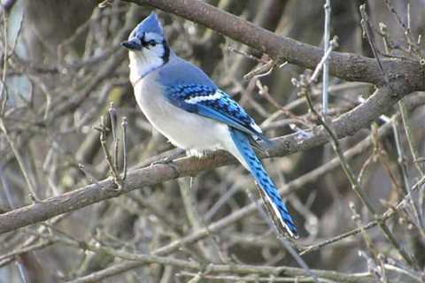 So, Are Blue Jays Dangerous?