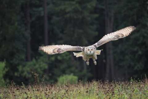 Owls: Are they Dangerous?