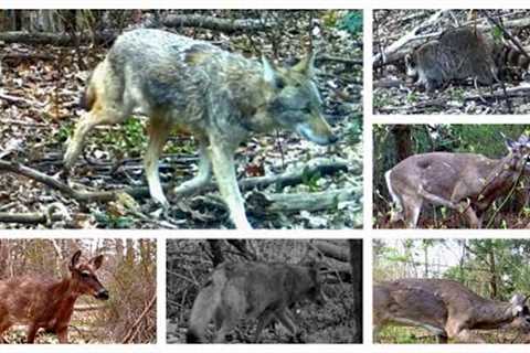 Trail camera series. Taken from 18-24.04.2023 Some eastern coyotes, deer, critters and bird fight