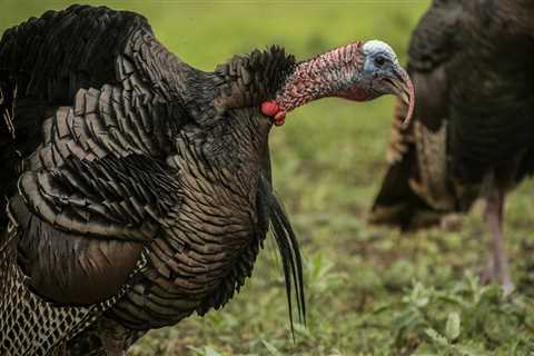 How to Hunt Turkeys in the Rain—Three Keys to Success