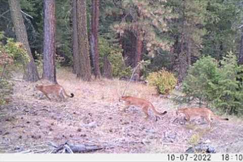 Trail Camera Video May 5, 2023