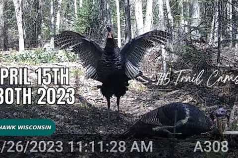 April 15-30 2023 Tomahawk Wisconsin Trail Camera Highlights