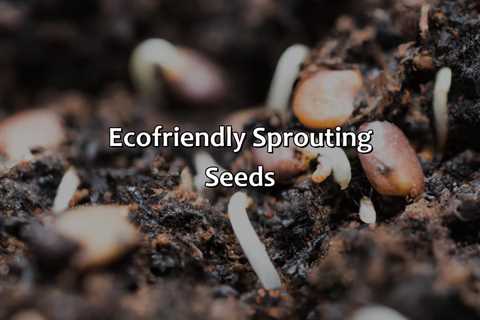 Eco-Friendly Sprouting Seeds