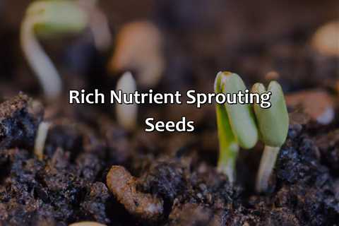 Rich Nutrient Sprouting Seeds