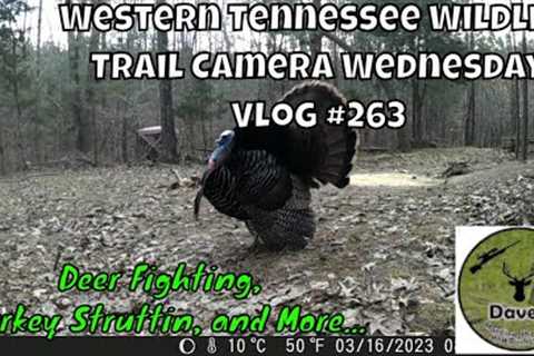 Western Tennessee Wildlife Trail Camera Wednesday - Vlog #263 #wildlife #Deer #Turkey