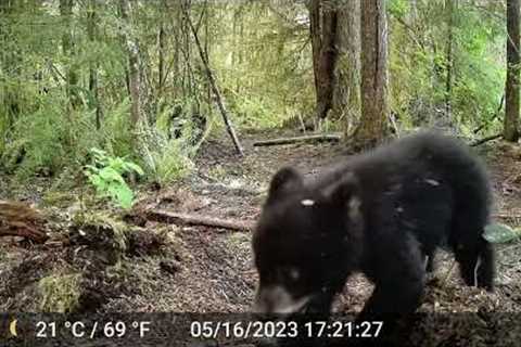 GardePro E5 Trail Camera video footage of Mama Bear & Cub.