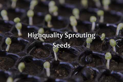 High-Quality Sprouting Seeds