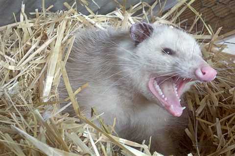 So, Are Opossums Dangerous?