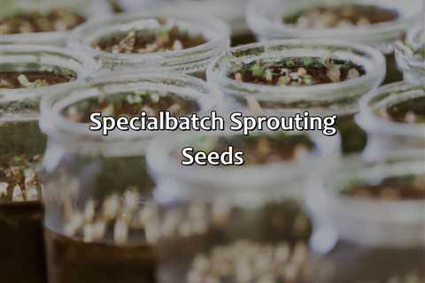 Special-Batch Sprouting Seeds