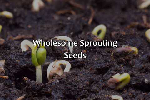 Wholesome Sprouting Seeds