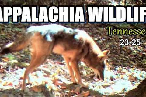 Appalachia Wildlife Video 23-25 from Trail Cameras in the Foothills of the Great Smoky Mountains