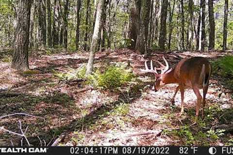 Avoid these mistakes when using trail cameras this year!