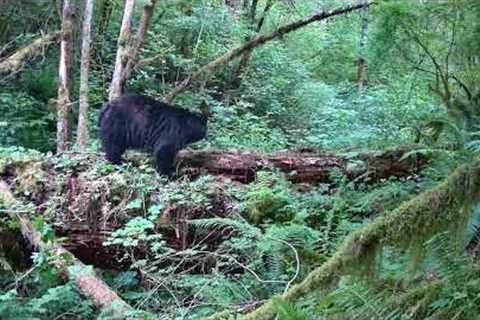 Meidase Trail Camera - This bear stops and smell this area everytime they cross.