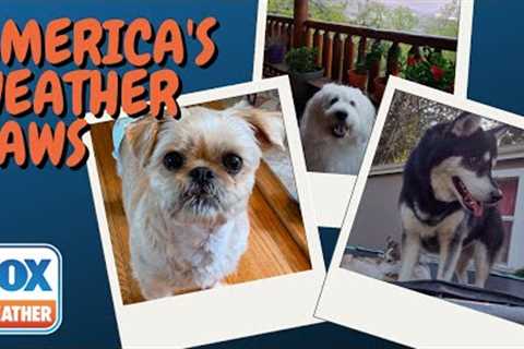 America's Weather Paws | June 28