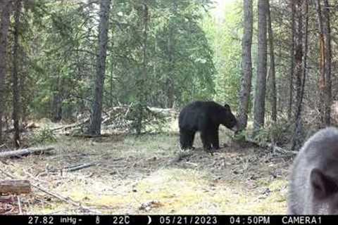 Rogue Bear Cubs Play With Trail Camera || ViralHog