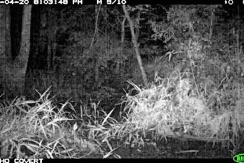 WHAT THIS TRAIL CAM RECORDED IS TRULY STRANGE!!