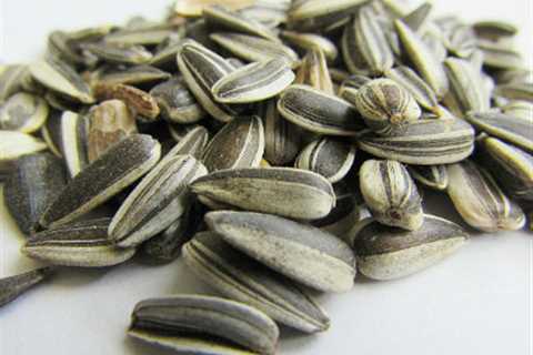 Sunflower Seeds as Survival Food | Protein-Packed Flowers