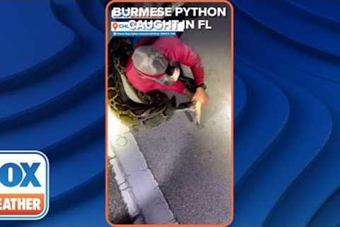 Longest-Ever Documented Burmese Python Captured In South Florida