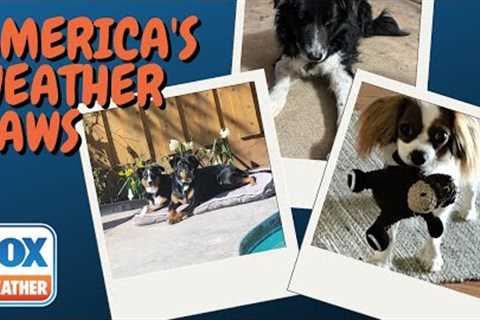 America's Weather Paws | July 9