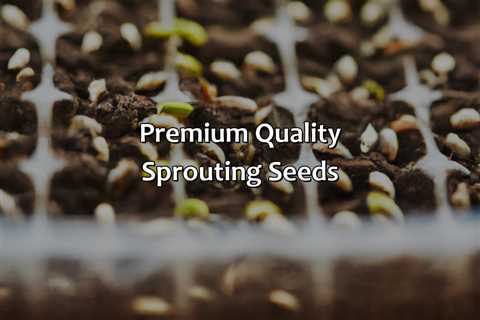 Premium Quality Sprouting Seeds