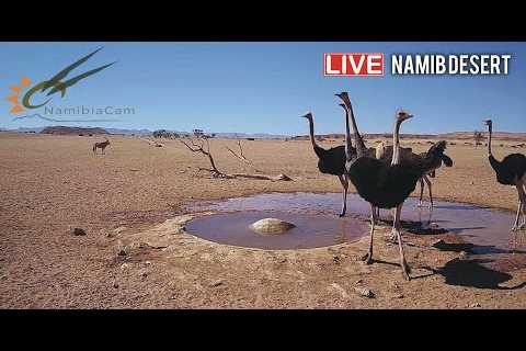 Namibia: Live stream in the Namib Desert