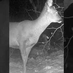 WILD Deer Spotted on Trail Camera!