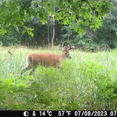 Michigan Trail Cameras: June 20, 2023 - July 29, 2023 (Camera 3)