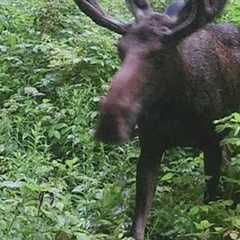 PHOTOS: Moose spotted on trail cam in Hampshire County