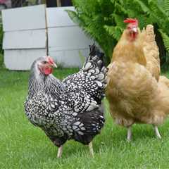 Can Chickens Eat Grass Clippings? Is it Safe?