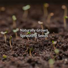 Naturally Grown Sprouting Seeds